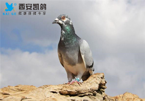 ,鳲,,鳲ε